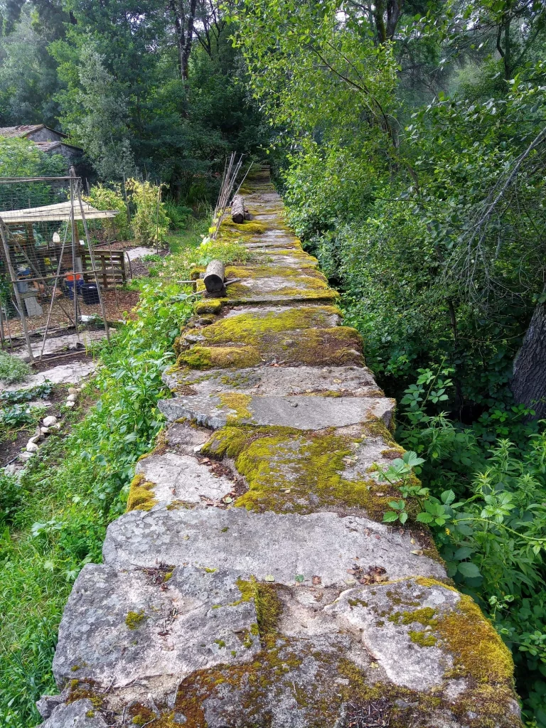 Bambual-Natureza-Viseu
